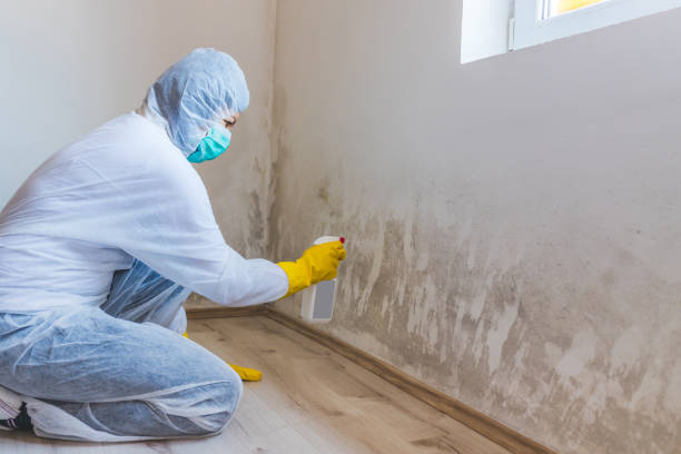 Licensed Hvac And Air Duct Mold Remediation service in Temperanceville, VA - Car Mold Remediation